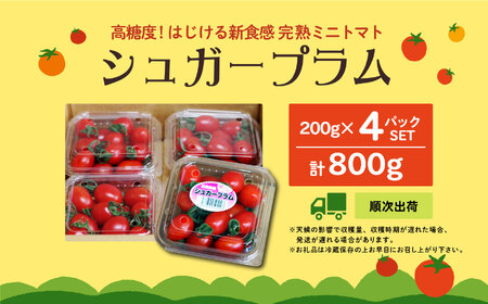 青森県六ヶ所村産トマト　1.6kg