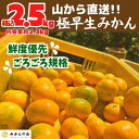 【ふるさと納税】みかん 極早生 山から直送 箱込 2.5kg (内容量約 2.3kg) 採れたてそのままごろごろ規格 有田みかん 和歌山県産 【みかんの会】