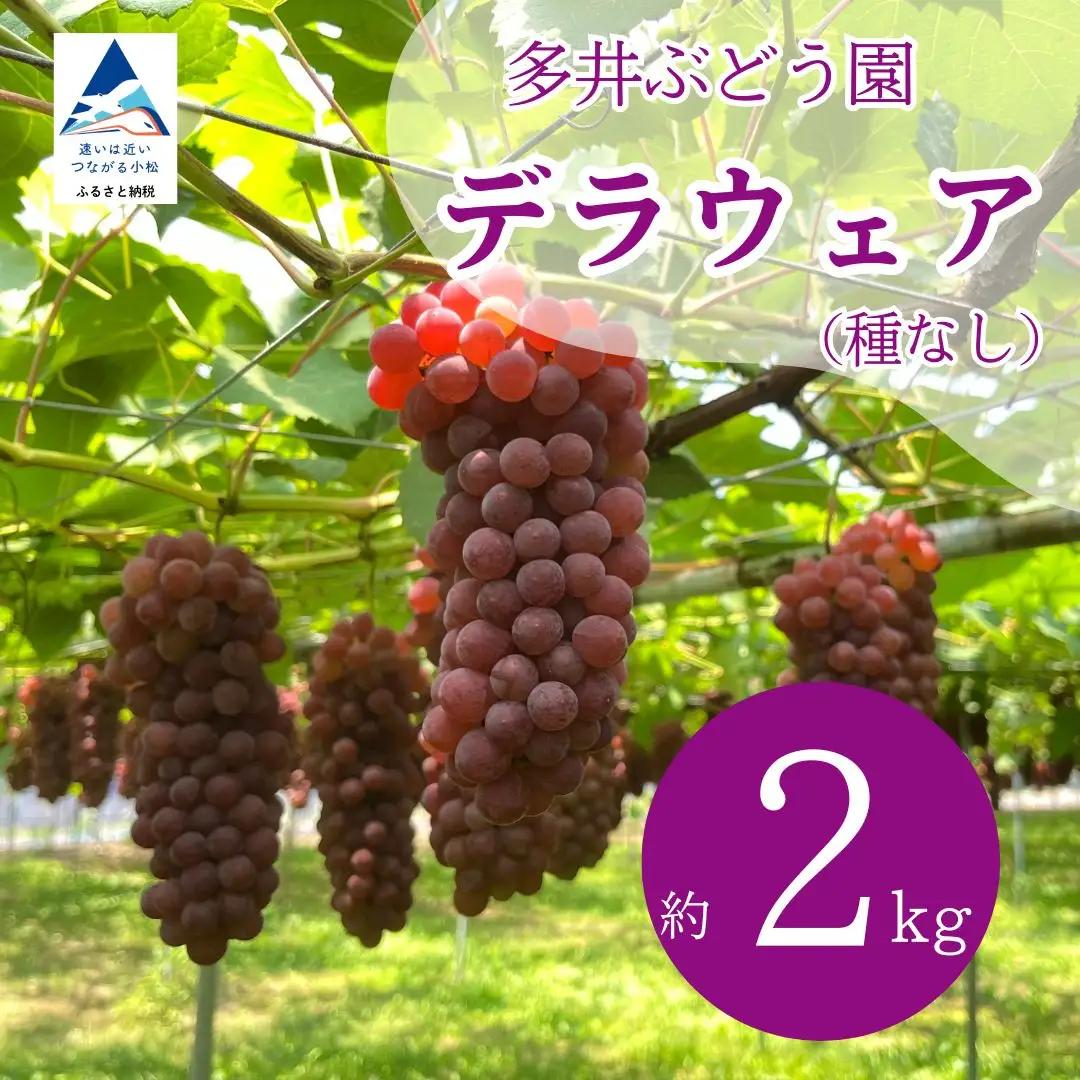 【R9年産先行予約】 デラウェア ぶどう （7房~8房）