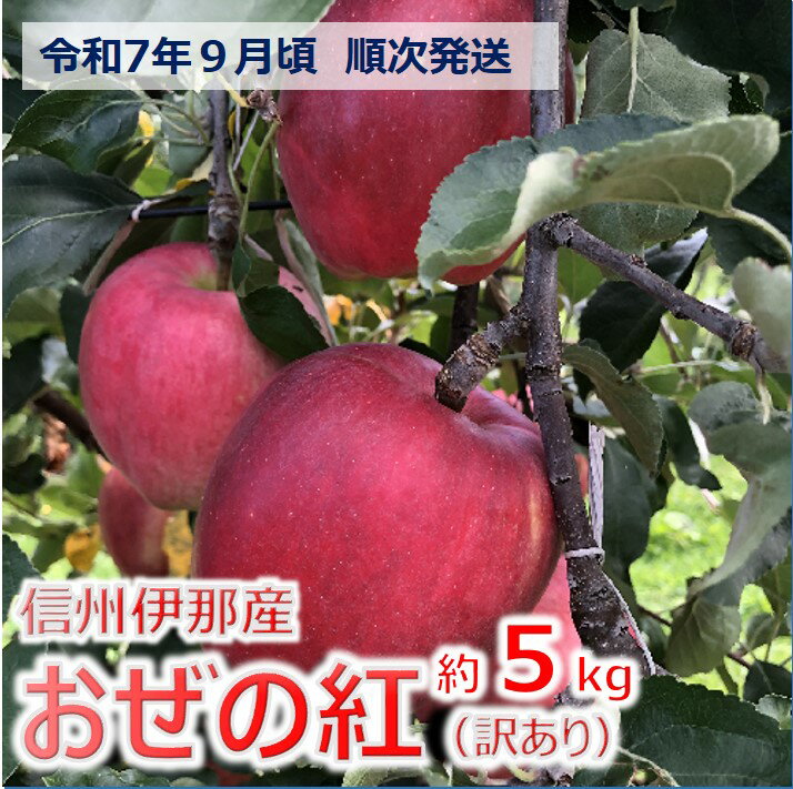 【ふるさと納税】【010-47】令和7年9月ごろ発送　信州のりんご　おぜの紅　訳あり家庭用　約5キロ　（りんご・リンゴ・林檎）　長野県　伊那市　5kg　与古美
