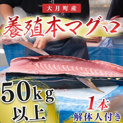 ふるさと納税 大月町 特大 国産 養殖 本マグロ 解体人付き 50kg以上 一本丸ごと 刺身 300人前 まぐろ 出張対応