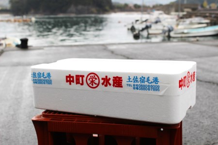 [037007]チャンバラ貝　5kg 