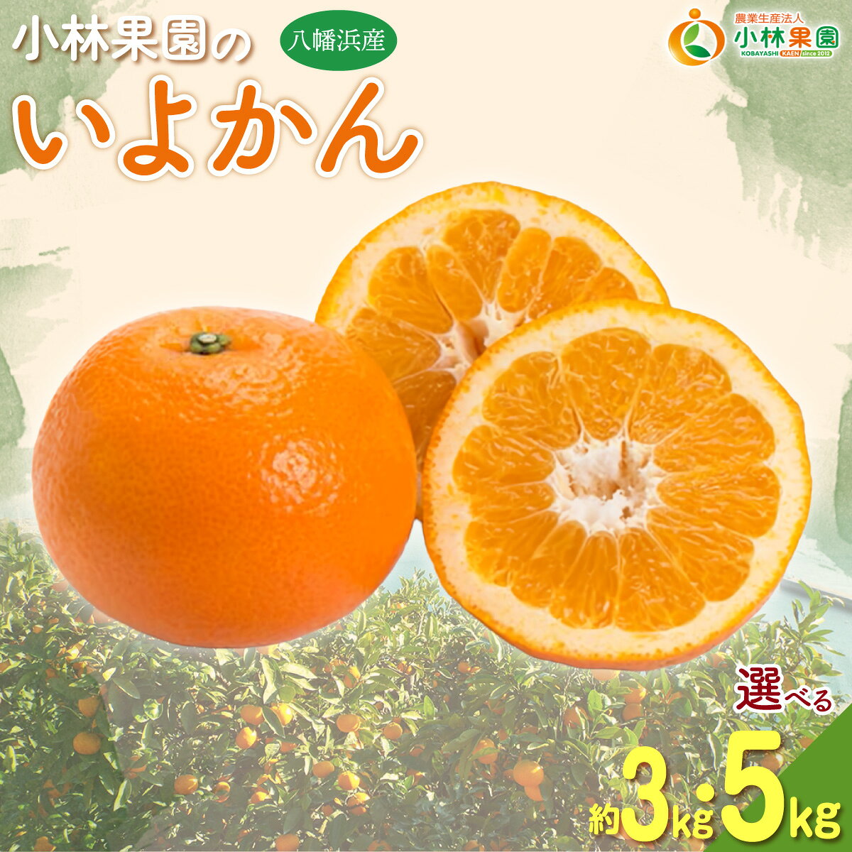 【ふるさと納税】【先行受付】小林果園の宮内いよかん 選べる容量 (約3kg/5kg)【C24-19】ふるさと納税 みかん ミカン 柑橘 柑橘類 フルーツ 果物 くだもの 人気 美味しい 選べる 容量 3kg 5kg 愛媛県 八幡浜　YWTAD012
