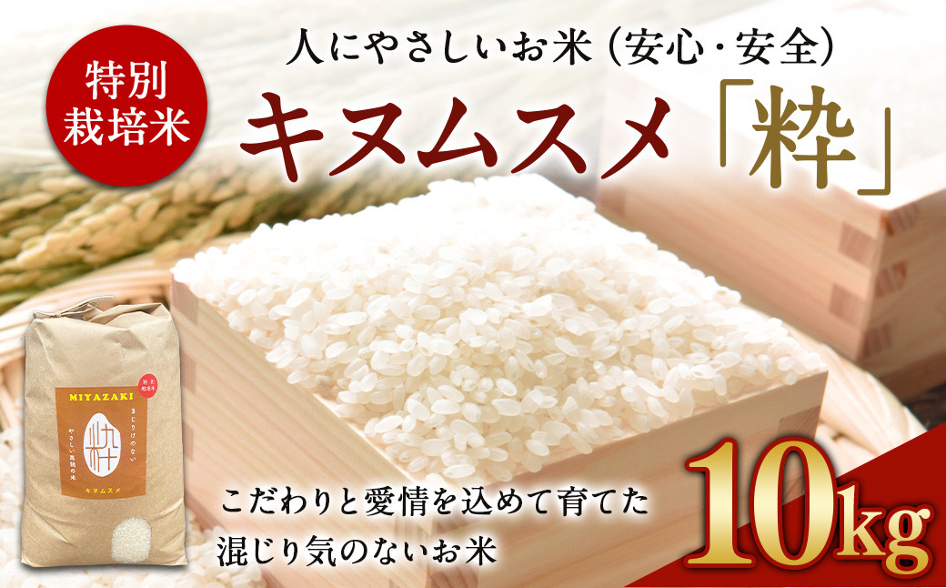 
             ＜令和6年度 特別栽培米「粋」キヌムスメ 10kg＞ ※入金確認後、翌月末迄に順次出荷します。  お米 米 白米 精米 宮崎県 高鍋町
          