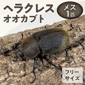 【ヘラクレスオオカブト】メス1匹（フリーサイズ）_ヘラクレスオオカブト メス 1匹 サイズフリー 養殖工房 累代飼育 自家製 オリジナルマット 産卵 幼虫 管理 成虫 ヘラクレス オオカブト コガネムシ科 カブトムシ 甲虫 昆虫 生体 飼育 観察 鑑賞 生き物 生物 お取り寄せ 福岡県 久留米市 送料無料 〔Pb004〕