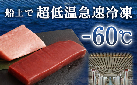 厳選天然本マグロ　大トロたっぷり５００ｇ【限定限定】 _ge013