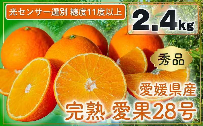 完熟 愛果28号 (紅まどんな と同品種) 秀品 2.4kg (8～15個) 光センサー選別 糖度11度以上 【2026年11月下旬頃より順次発送】 柑橘 果物 フルーツ あいか 愛果 みかん まどんな 松山市 愛媛県