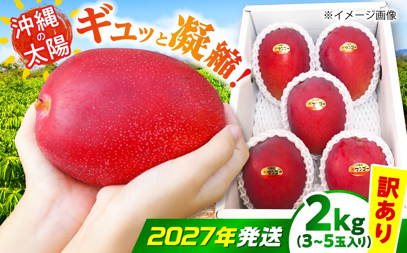 
                  マンゴー 【2027年発送 先行予約】【訳あり】沖縄市産マンゴー「太陽のめぐみ」 2kg(3～5玉) / 比嘉マンゴー園 [BCEW004] マンゴー まんごー 芒果 フルーツ 訳あり 2kg 訳アリ ワケアリ Fruit Mango 南国フルーツ くだもの 果物 国産 沖縄産 産地直送 新鮮 沖縄マンゴー 沖縄県産 ギフト 沖縄県 沖縄市 沖縄
                