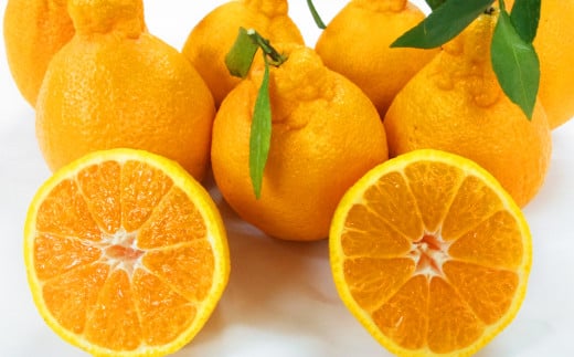 不知火（デコポンと同品種）【手選別まごころ選果】約5kg サイズ不選別 しらぬい 柑橘 くだもの 果物 フルーツ 【2026年2月上旬～3月下旬発送予定】