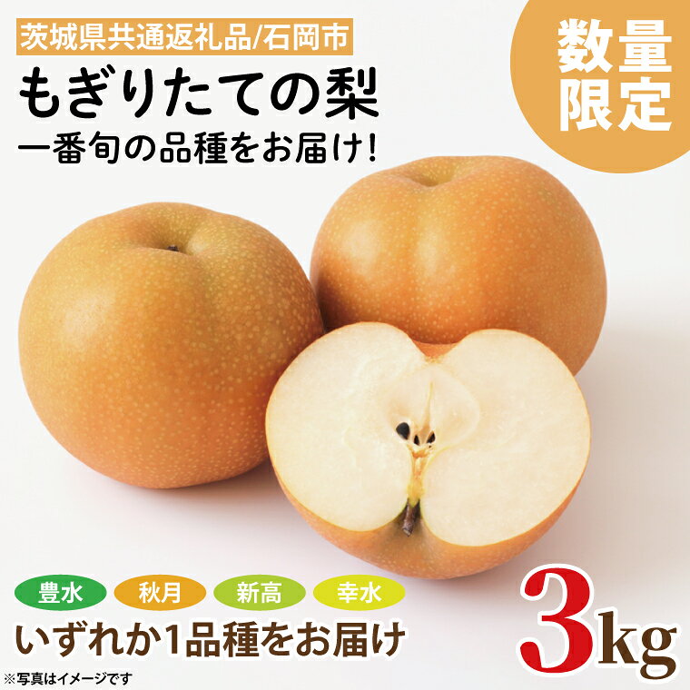【ふるさと納税】8月中旬より発送 数量限定 もぎりたての梨！3kg！一番旬の品種をお届け！（幸水・豊水・秋月・新高いずれか1品種（茨城県共通返礼品/石岡市）果物 くだもの フルーツ ナシ なし もぎたて 新鮮 旬 お取り寄せ 期間限定 茨城県 水戸市（KR-3）