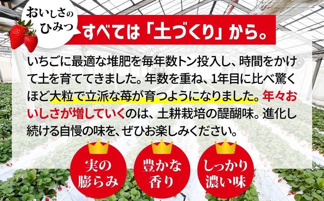 いちご やよいひめ (贈答用) 約800g 群馬県いちご品評会最高金賞受賞