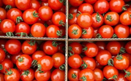 【EM栽培】ミニトマト キャロル10 約3kg ／ ひまわりガーデン 産地直送 農家直送 野菜 新鮮