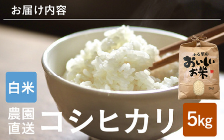 【先行予約】【令和8年産・新米】【白米 5kg】 コシヒカリ 5kg 【2026年10月上旬以降順次発送】精米 お米 [A-8934_01]