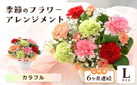 定期便 ≪6ヶ月連続お届け≫ 選べるカラー 季節のフラワーアレンジメント L (カラフル) 【お花 フラワー アレジメント 花束 ギフト 生花 プレゼント 花束 花 記念日 敬老の日 お祝い】 [J-20701_03]