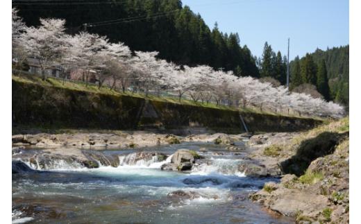 沢水かけ流しで育てています！