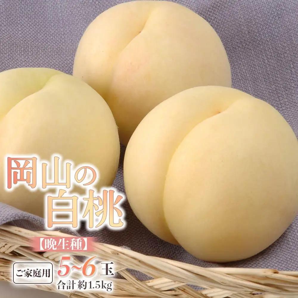 2027年 先行予約 ご家庭用 白桃（晩生種） 5～6玉 合計約1.5kg 岡山市産 白桃 フルーツ