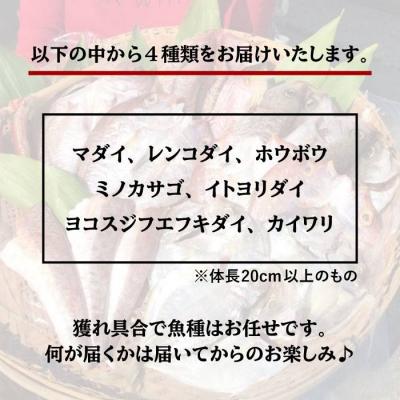 ふるさと納税 糸島市 干物 セット 4点(1匹 20cm 以上)マダイ 糸島市/徳栄丸[APD006] |  | 02