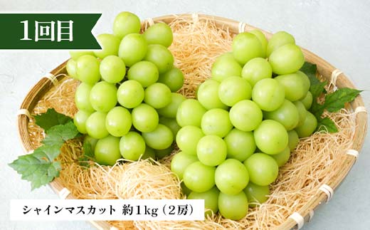 【定期便 3回】シャインマスカットから始まる満足定期便(1) シャインマスカット ラ・フランス 洋梨 梨 りんご サンふじりんご 果物 フルーツ 山形県 中山町 F4A-0449