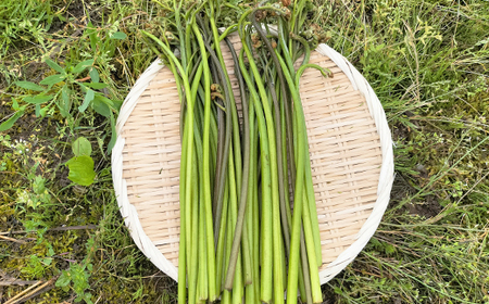 ワラビ 約1000g トロっトロの食感が堪らない！【120P3205】