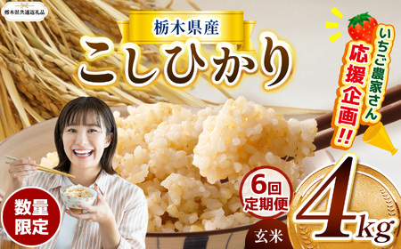 【定期6回】先行予約 令和8年度産 栃木県産こしひかり（玄米）約4kg