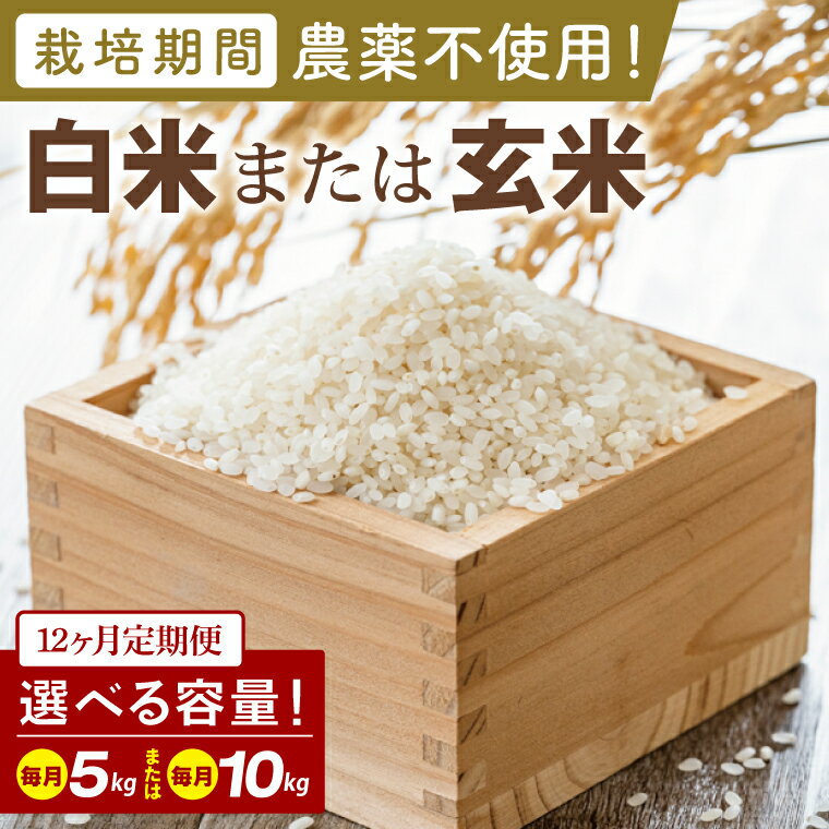 【ふるさと納税】【2026年9月中旬発送開始】【12ヶ月定期便】【選べる内容量】★栽培期間農薬不使用★茨城県産 R8年産 こしひかり(白米または玄米)｜茨城県 行方市 ふるさと納税 お米 米 定期便 こしひかり 白米 精米 無農薬（BI-103）