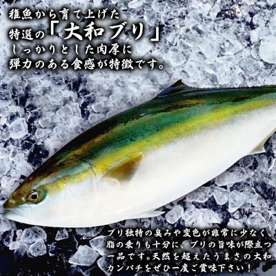ふるさと納税 延岡市 【大和ブリ】半身(フィレ)約1kg×2枚　かぶと付き |  | 01