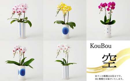 【定期便6回】ミディ胡蝶蘭 2本立ち 洋蘭 観賞用 植物