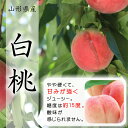 【ふるさと納税】 《先行受付 2025年》山形県産 白桃 3kg 品種玉数おまかせ もも モモ 桃 デザート フルーツ 果物 くだもの 果実 食品 山形県 FSY-1802