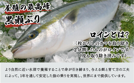 KU281-2502 ＜2025年2月発送分＞活じめ！黒瀬ぶりの生鮮ブリロイン2節（1.0kg前後）