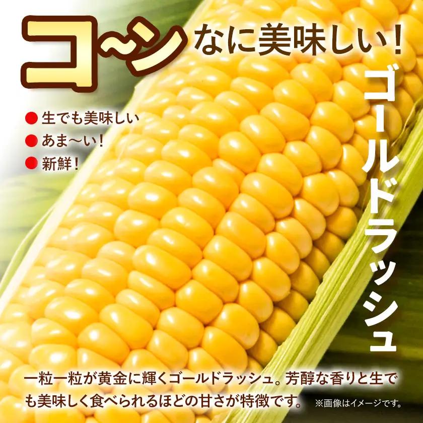 とうもろこし 3本 城本農園 とうもろこし
