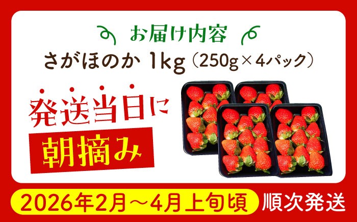 朝摘みいちご さがほのか 1kg（250g×4パック）【むらおか農園】 [HAF024] / いちご 苺 イチゴ 果物