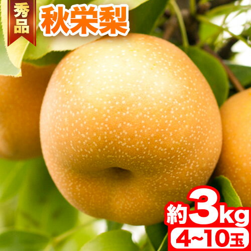 【ふるさと納税】【先行予約】秀品 秋栄梨 約3kg (4~10玉) 《2025年8月中旬-9月下旬頃出荷》 鳥取県 八頭町 梨 なし ナシ 果物 フルーツ 先行予約 ふるさと納税 送料無料 甘い 果実 果汁 デザート