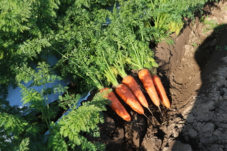 【先行受付：2026年発送】【9月発送】信州松本産・旬の野菜 おまかせセット（約10～12品） │ 野菜 やさい 旬 旬の野菜 新鮮 自然 セット 野菜セット 美味しい 長野県 信州 松本 ふるさと納