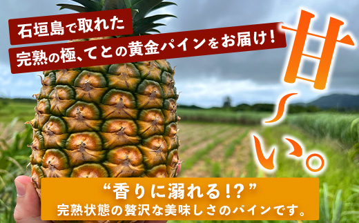 《2025年5月中旬以降順次発送》【先行予約】香りに溺れる！？ 完熟の極 てとの黄金パイン大玉約2kg【 沖縄 石垣 ゴールデン パイン パイナップル 完熟 セット フルーツ デザート 】 TF-31