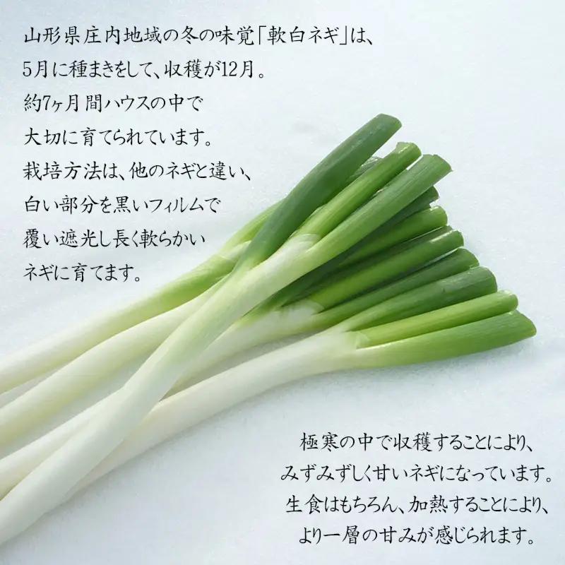 軟白ネギ 1箱(3本入り×10袋) 【令和8年12月より発送】 山形県鶴岡市産 鶴岡協同ファーム