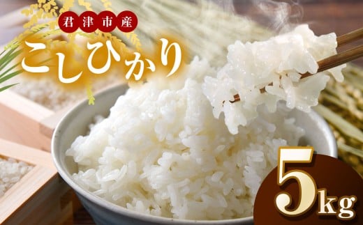 新米 【令和7年産】君津市産こしひかり（精米）5kg | JA さだもと コシヒカリ 米 こめ お米 おこめ 白米 精米  千葉県 君津市 きみつ