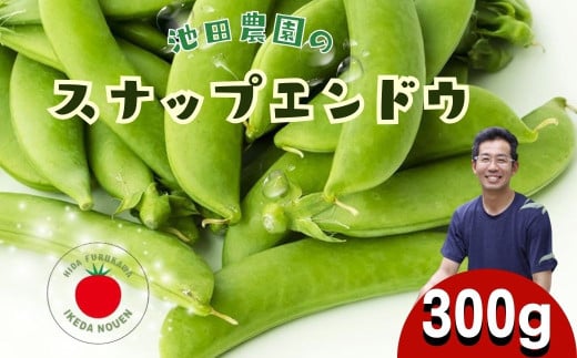 先行予約＼シャキシャキ プリプリ／ 採れたて スナップエンドウ 300g 令和8年産 飛騨産 国産 スナップえんどう 旬 旬もの 産地直送 野菜【2026年6月上旬～6月下旬発送】飛騨市 池田農園 6000円  6千円