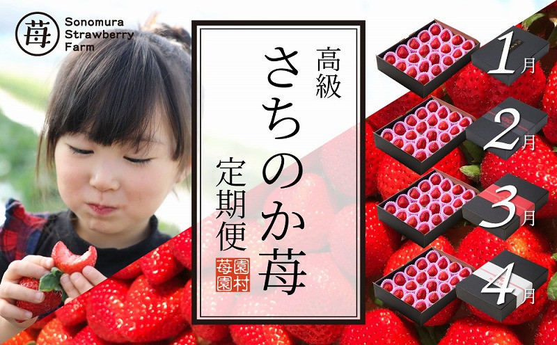 
                  【先行受付】園村苺園　高級いちご「さちのか苺」約500ｇ4回発送(1月～4月)_U74-T048_4
                