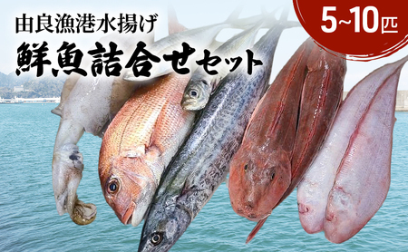鮮魚 詰め合わせ5～10匹 海鮮 淡路島 洲本市 鮮魚