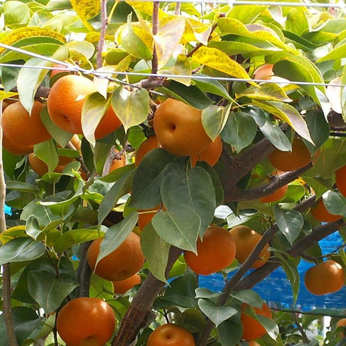 
            和歌山の樹上成熟梨 約2kg（6～8玉） ※2025年8月上旬～9月中旬頃発送予定| 先行予約 果物 フルーツ 甘い【MS103】
          
