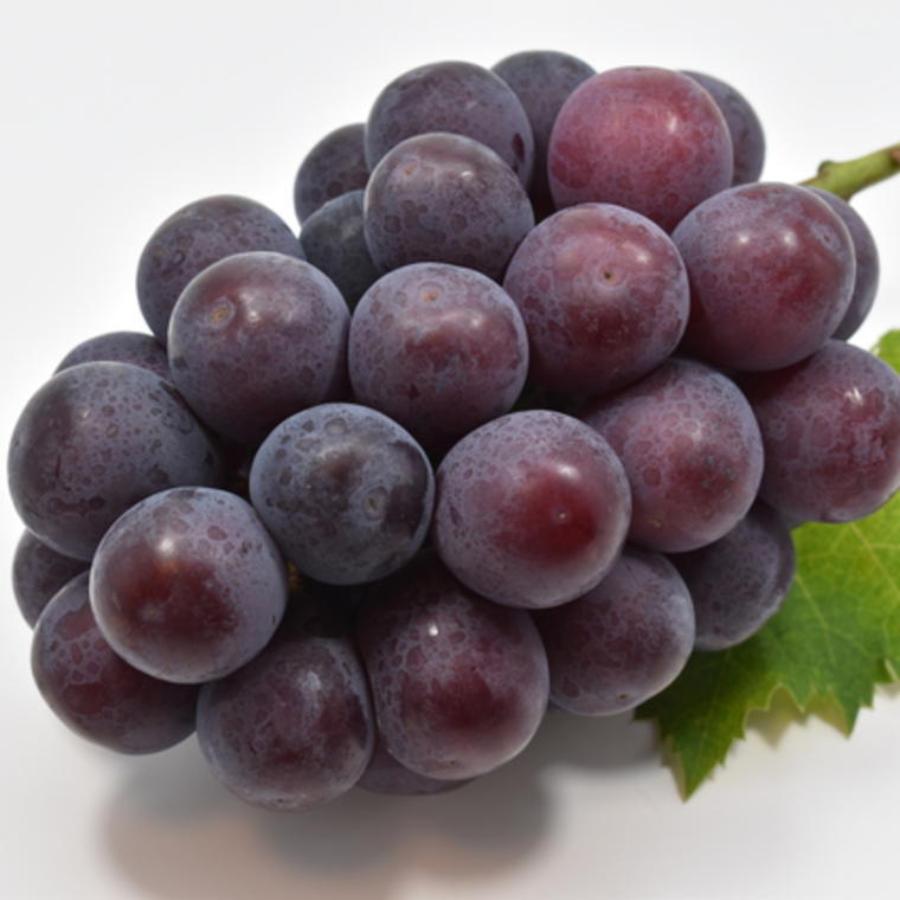 和歌山県産秀品セレクト旬のフルーツ定期便（4回）