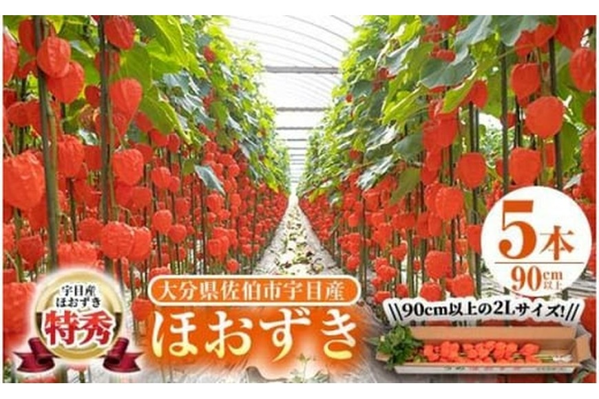 ＜先行予約受付中！お盆前頃に発送予定＞驚きの大きさ！ 宇目産ほおずき(5本・2L) 生花 お盆 仏花 鬼灯 お盆飾り お供え 盆 ホウズキ 盆 飾り 切花 切り花 大分県 佐伯市【BZ63】【清幸農園】