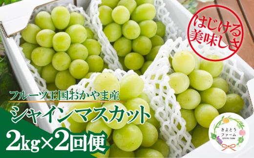 KF-T046-02【きよとうファーム】岡山のシャインマスカットを楽しむ満足2回便！3-5房入×２回/全便計4.0kg~ (定期便)(岡山県産)