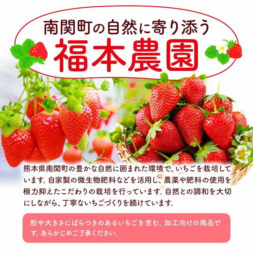 冷凍いちご ゆうべに 3kg 福本農園
