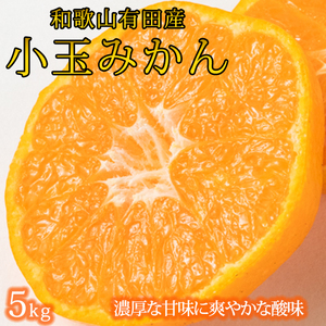 有田の小粒みかん5kg　(S～3Sサイズ混合) ※2025年11月下旬頃～12月下旬頃に発送予定に順次発送予定 / みかん ミカン 蜜柑 温州みかん 柑橘 フルーツ 果物 くだもの 和歌山【uot845】