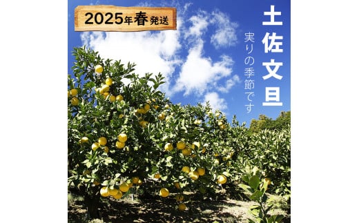 【先行予約】【果樹園直送】土佐文旦 特選品贈答用 約3kg 3L～4Lサイズ 5個入り〈2027年2月中旬～3月下旬頃発送〉  /  大玉 ぶんたん ブンタン フルーツ 柑橘 みかん 果物 くだもの 