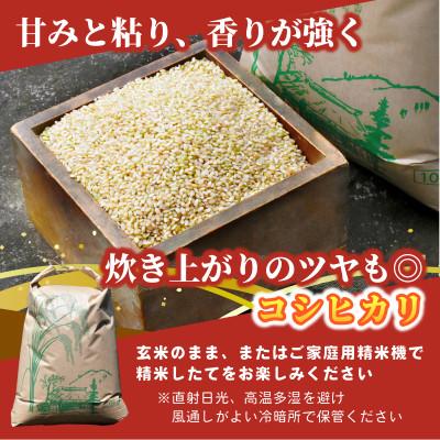 ふるさと納税 ひたちなか市 【先行予約・9月以降順次発送】令和7年　ひたちなか市産　コシヒカリ(玄米)10kg×1袋 |  | 01
