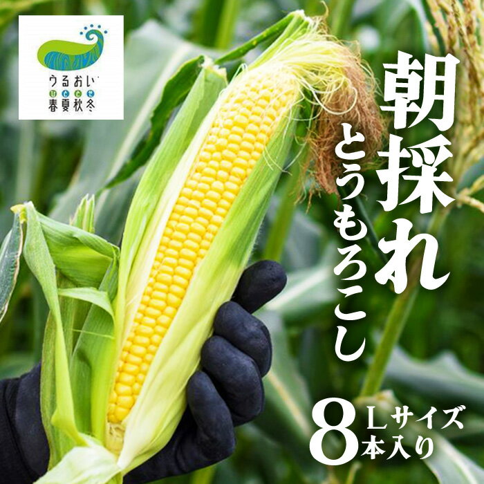 【ふるさと納税】★予約受付★2025年8月上旬より順次発送予定！甘〜い！北上産★ 朝採れ とうもろこし 8本セット 岩手県 北上市 C0494 うるおい春夏秋冬 国産 岩手 もろこし 野菜 とうきび コーン 産地直送