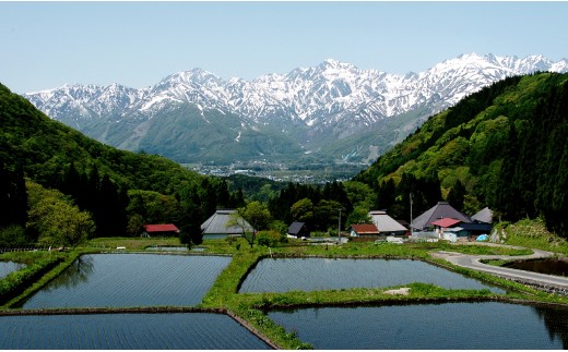 【先行予約】＜新米・令和8年産＞ミルキークイーン 10kg /長野県白馬村 北アルプスの雪解け水  2026年産 米 白米  精米後発送 お米 ご飯 ごはん 送料無料【B0030140S】