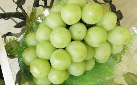 ＜2026年9月上旬～9月中旬発送＞岡山市産 マスカット ・オブ・アレキサンドリア 1房 約600g ｜  マスカット